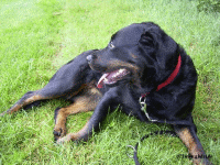 Rottweiler-H&uuml;ndin Buffy (C) www.ghdot.de