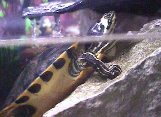 Gelbwangenschildkr&ouml;te: Unter und &uuml;ber Wasser.