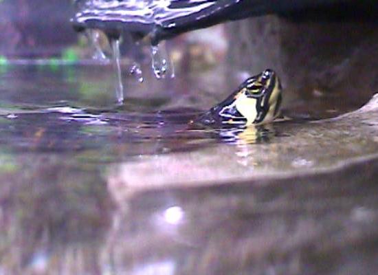 Gelbwangenschildkr&ouml;te: Auftauchen