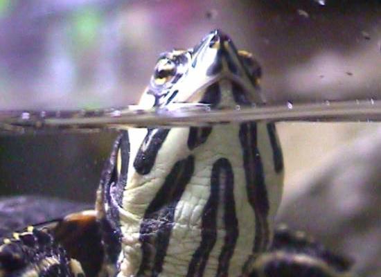 Gelbwangenschildkr&ouml;te: Kopf.