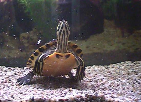 Gelbwangenschildkr&ouml;te: Nach der Brotzeit.