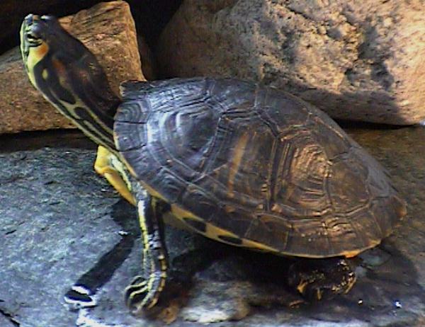 Gelbwangenschildkr&ouml;te -2-