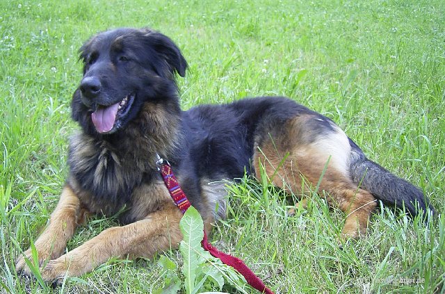 Deutscher Sch&auml;ferhund Mischling, Juni 2006.